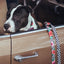 zeedog_mahalo_correa2_perro_7898582465286.jpg