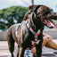 zeedog_mahalo_h_harness_perro_7898582465392.jpg