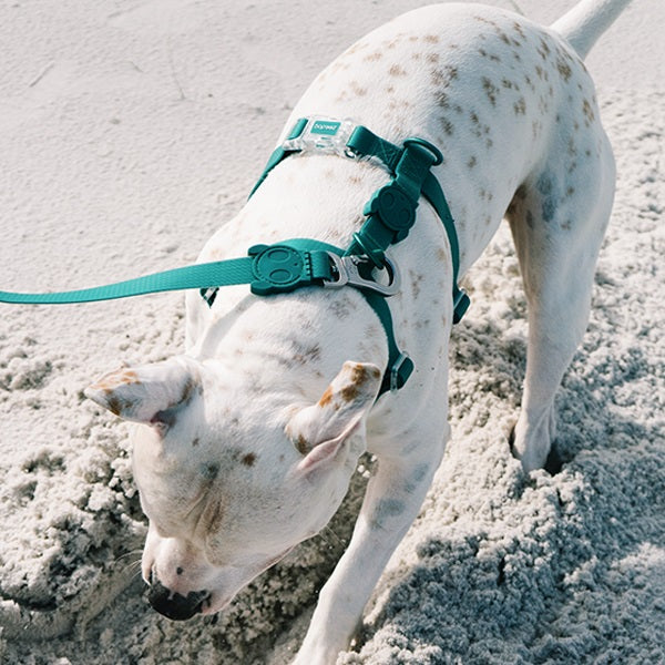 zeedog_neopro_amazonia_hharness_small2_arnes_perros_7898582485994.jpg