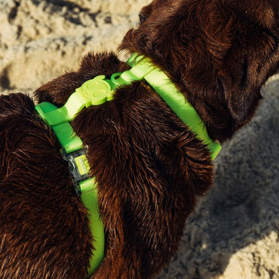zeedog_neopro_green_hharness_large2_arnes_perros_7898582481040.jpg