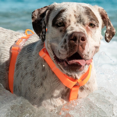 zeedog_neopro_tangerine_hharness_large2_arnes_perros_7898582486014.jpg