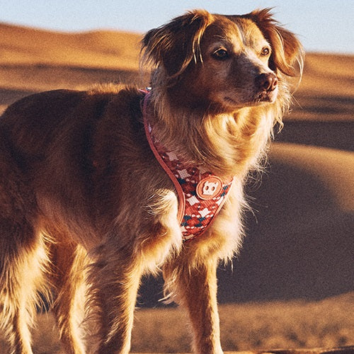 zeedog_same_air_mesh_perro_extra_small2_7898582496303.jpg