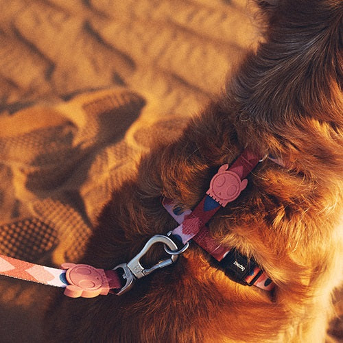 zeedog_same_hharness_perro_small2_7898582496136.jpg