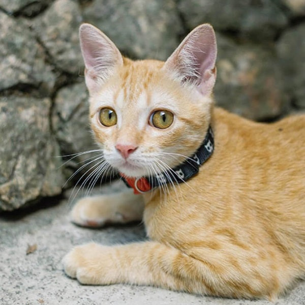 zeedog_skull_collar_single2_collar_gato_7898582458745.jpg