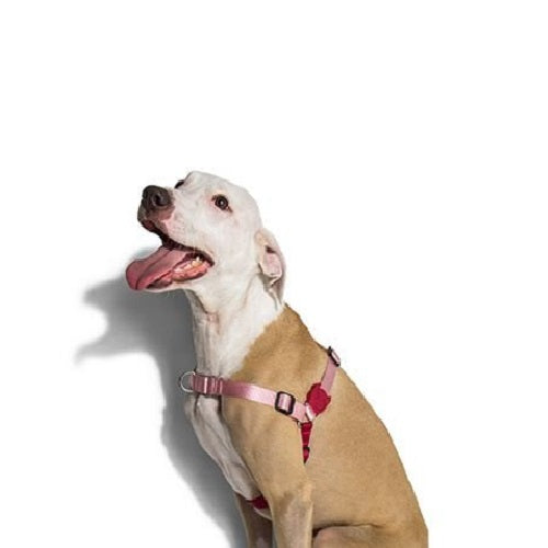 zeedog_zahara_arnes_antitirones_perro2_7898582496549.jpg